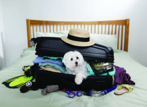 Managing pet stress